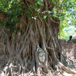 <a href="https://www.distorsiones.com/cabezon-de-buda-atrapado-en-raices-de-arbol/" title="Cabezón de Buda atrapado en raíces de árbol" target="_blank" rel="noopener noreferrer">Cabezón de Buda atrapado en raíces de árbol</a>