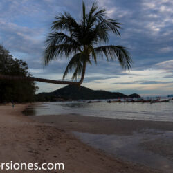 <a href="https://www.distorsiones.com/la-palmera-cambada/" title="La palmera cambada" target="_blank" rel="noopener">La palmera cambada</a>