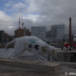 <a href="https://www.distorsiones.com/las-super-ratas-del-albert-dock/" title="Las super ratas del Albert Dock" target="_blank" rel="noopener">Las super ratas del Albert Dock</a>